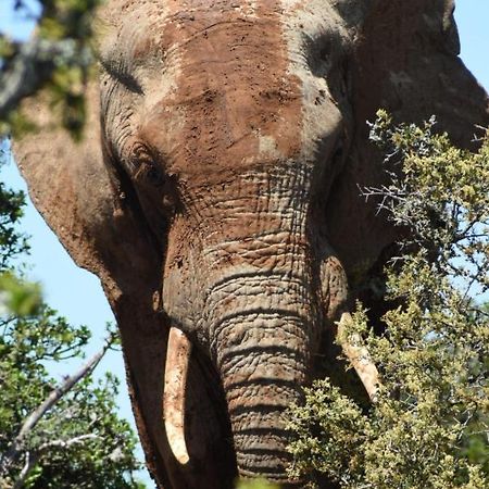 بيت شباب Orange Elephant Backpackers أدو المظهر الخارجي الصورة