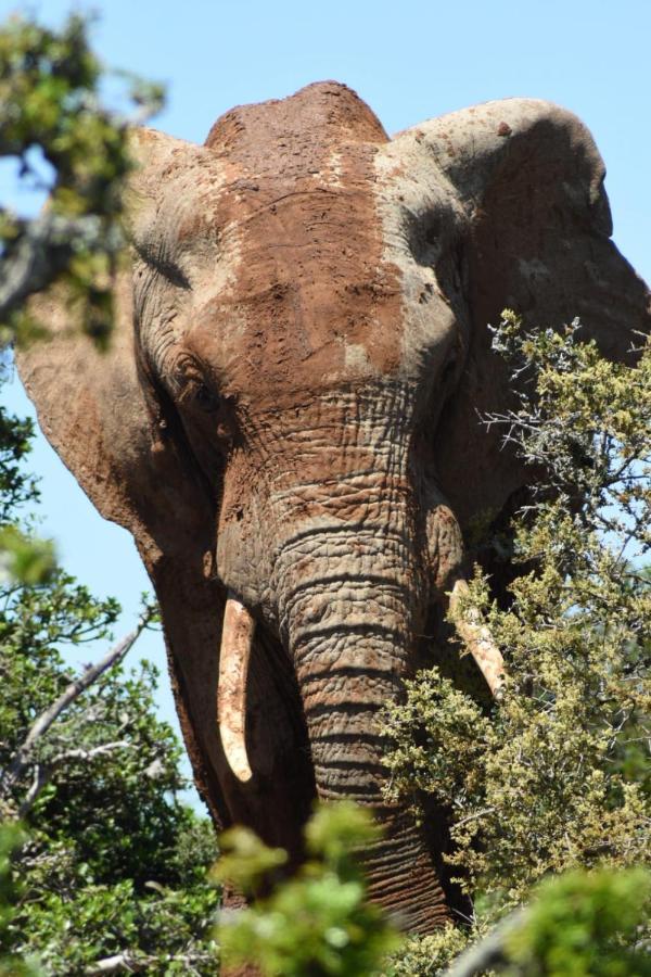 بيت شباب Orange Elephant Backpackers أدو المظهر الخارجي الصورة